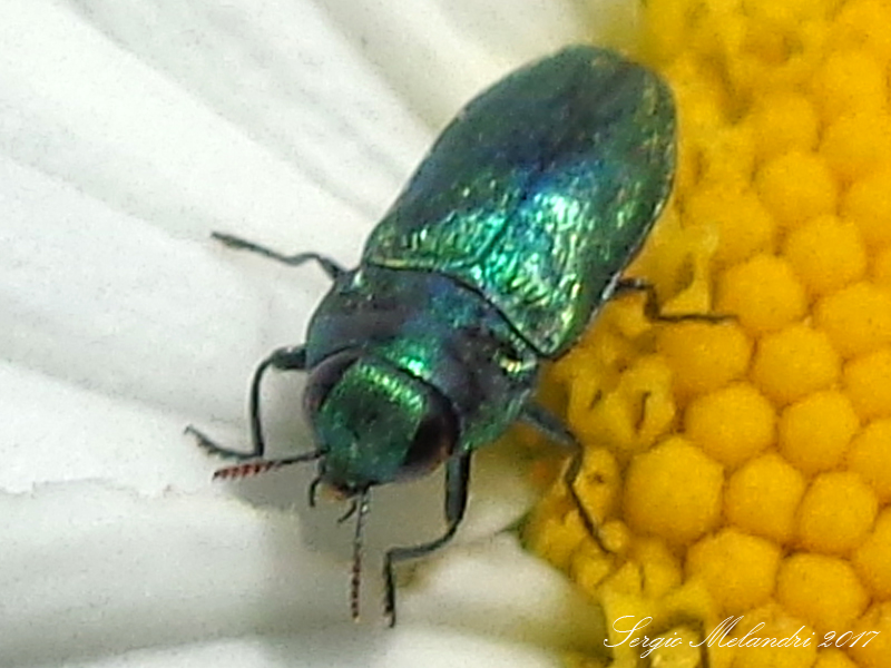 Buprestidae: Anthaxia cfr. thalassophila